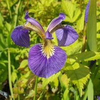 Iris setosa